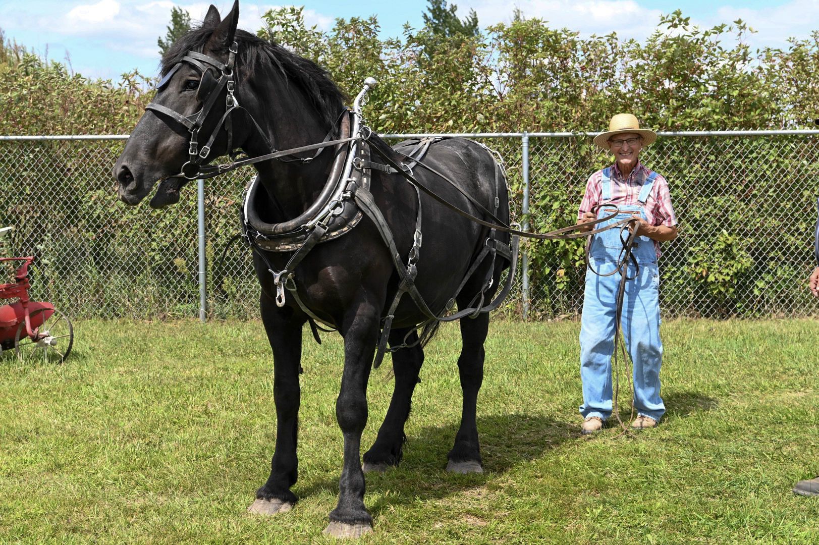 Horse and Mule 15